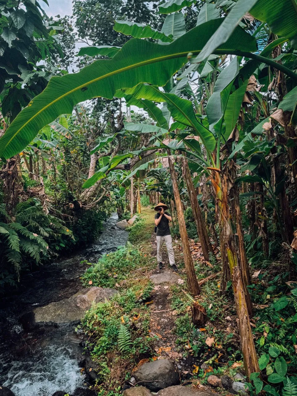 A path beside a stream through banana plants, a person in a straw hat taking photos on it