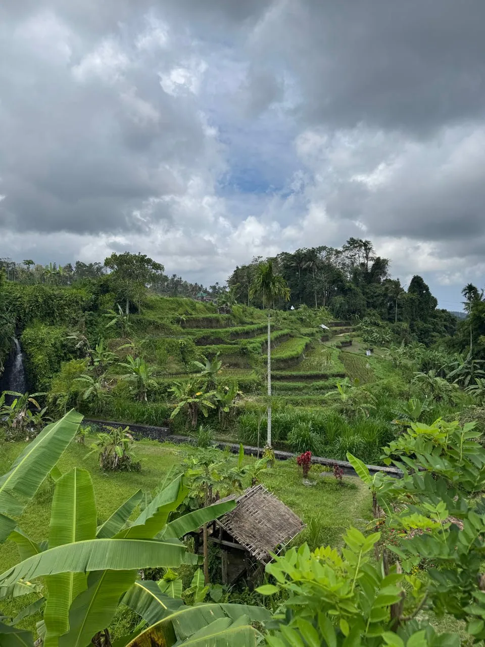 Rice terraces on the slope under dark clouds, banana leaves and a hut with a thatched roof in the foreground