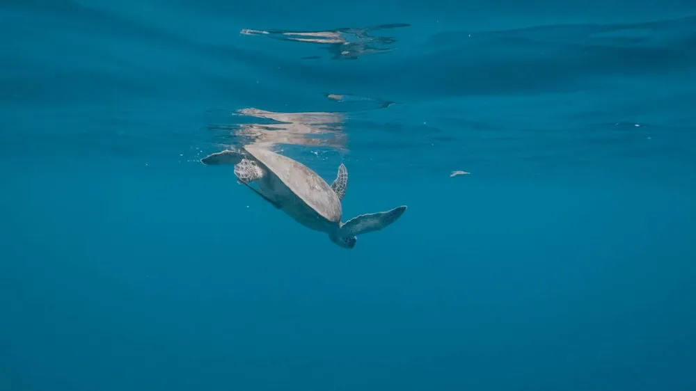 A sea turtle glides just below the surface through deep blue water