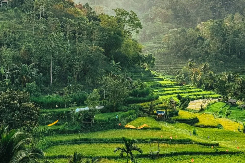 Green rice terraces with small huts on a forested slope, haze above in the warm light