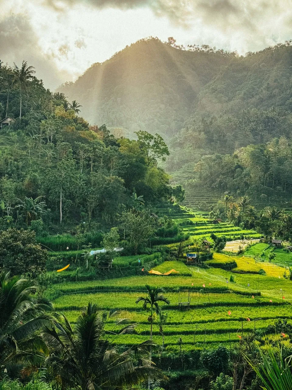 Rice terraces on a forested slope, rays of sun falling through the clouds