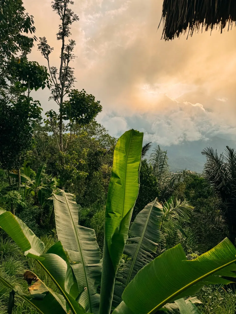 Big banana leaves in the foreground, orange glowing clouds above the valley behind