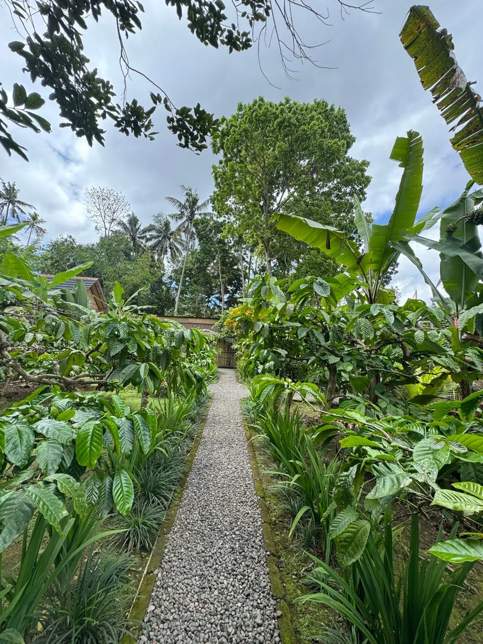 Ein Kiesweg führt durch einen dichten Garten mit grossen Blättern, Bananenstauden und Palmen