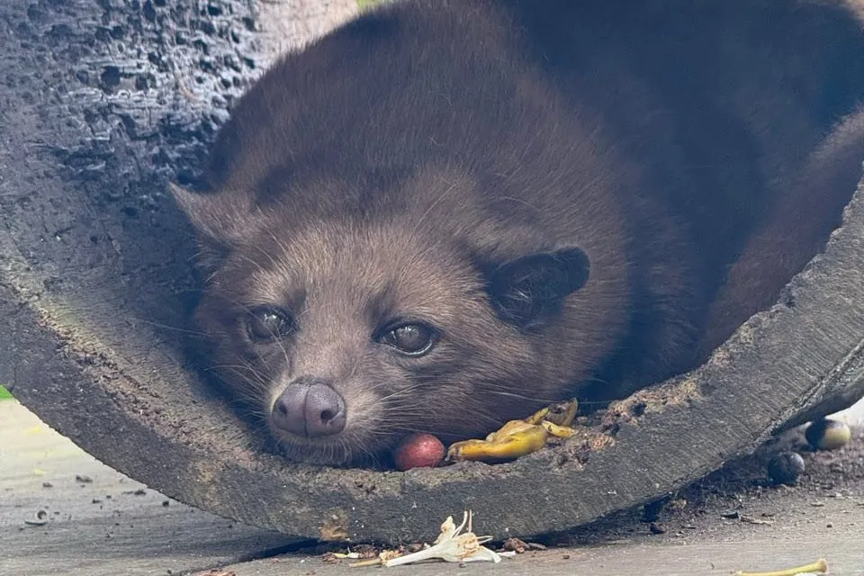 A Luwak lies curled up in a grey pipe and looks into the camera