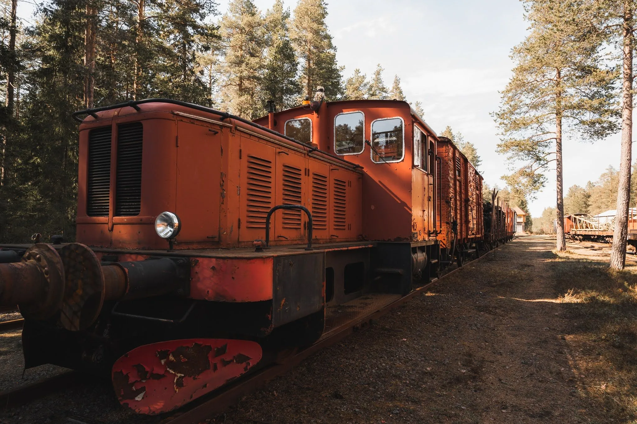 Rust-red locomotive with freight cars on a track in sunny pine forest