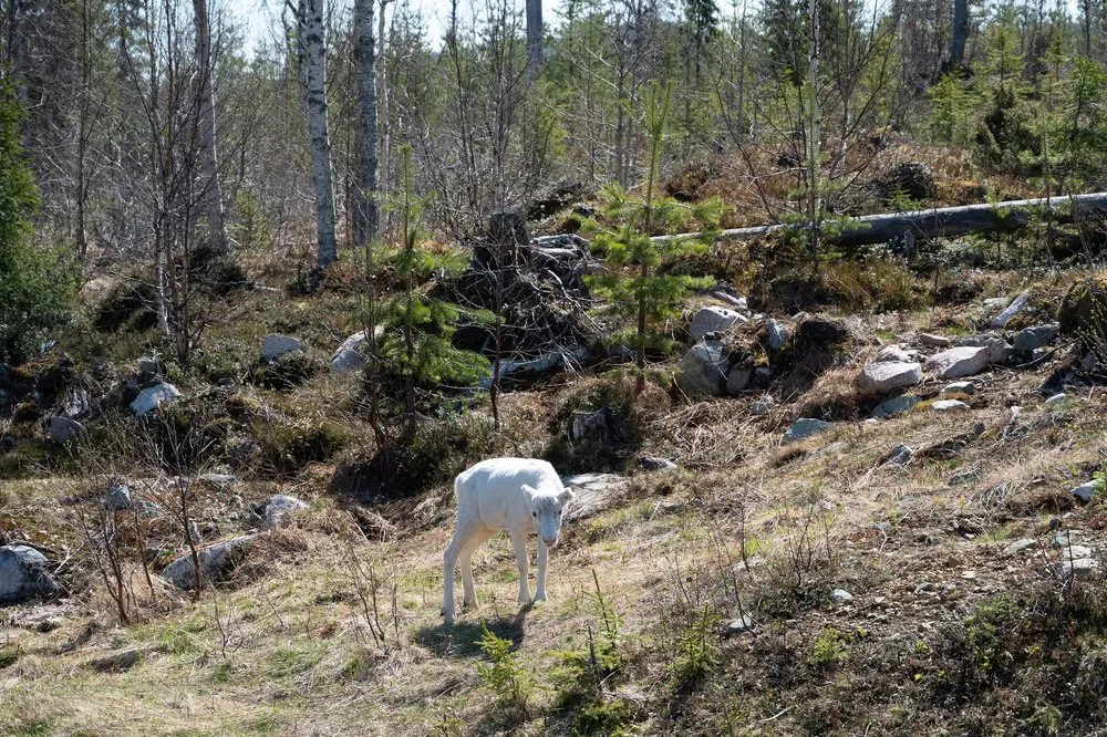 Ein weisses Rentier von vorne, den Kopf gesenkt, auf einem Hang zwischen Steinen und Jungfichten