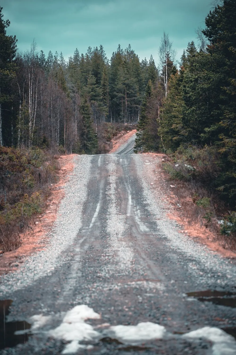 A gravel road with ruts and remnants of snow leads uphill through coniferous forest