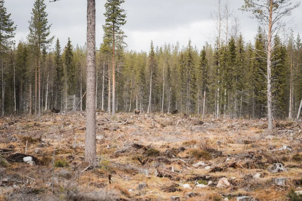Clearing with tree stumps and branches in front of dense coniferous forest, a young moose standing far back at the edge of the forest