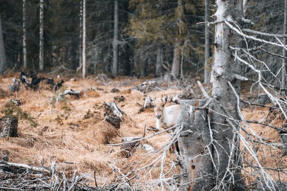 A reindeer looks out between a tree trunk and dry branches