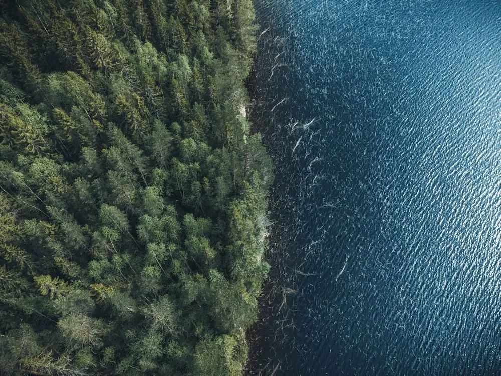 Luftaufnahme eines Fichtenwalds am Seeufer, rechts das dunkelblaue Wasser