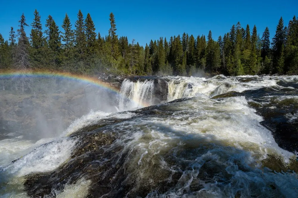 Foaming rapids at Ristafallet, a rainbow on the left and conifer forest behind