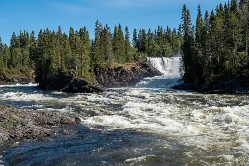 Ristafallet in the background, white foaming water over rocks in front and conifer forest on both banks