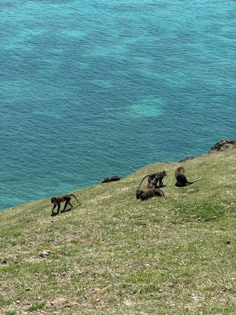 Several monkeys with long tails on a grassy slope, turquoise sea below them