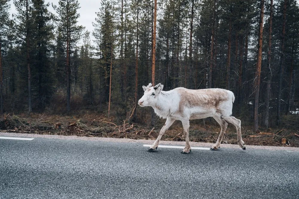 Ein helles Rentier geht am Rand einer Strasse entlang, hinter ihm dichter Kiefernwald