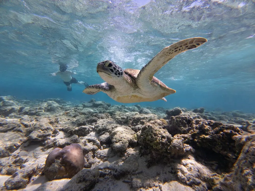 A sea turtle swims above a coral reef in clear, turquoise water