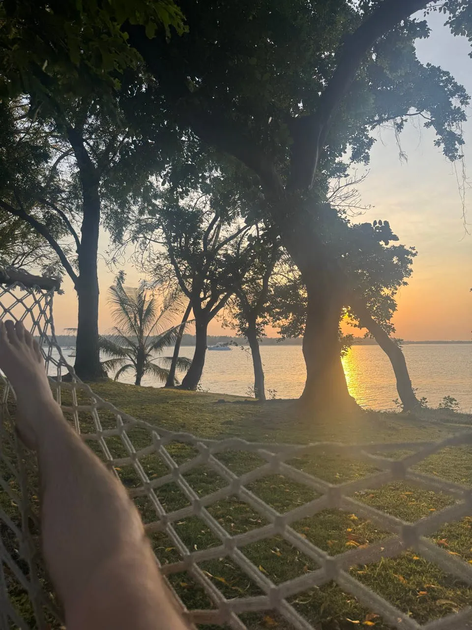 View from the hammock through trees onto the sea, where the low sun is reflected