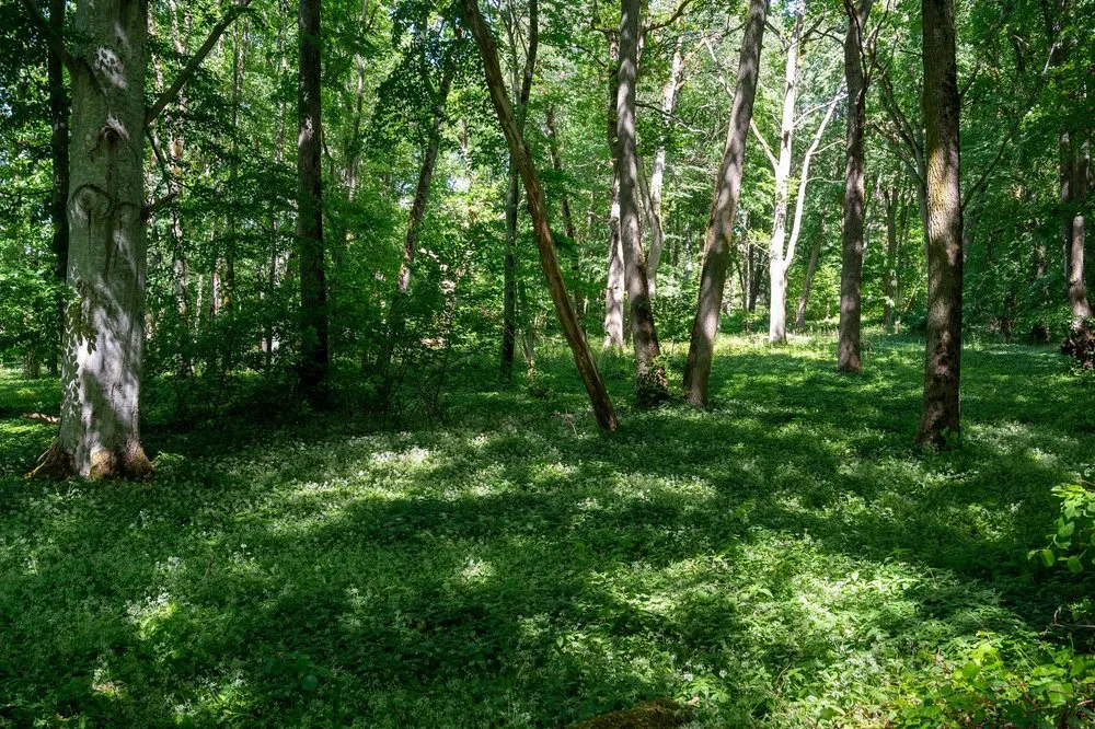 Lichter Laubwald im Munkängarna Kinnekulle, der Waldboden ist dicht mit Grün bewachsen