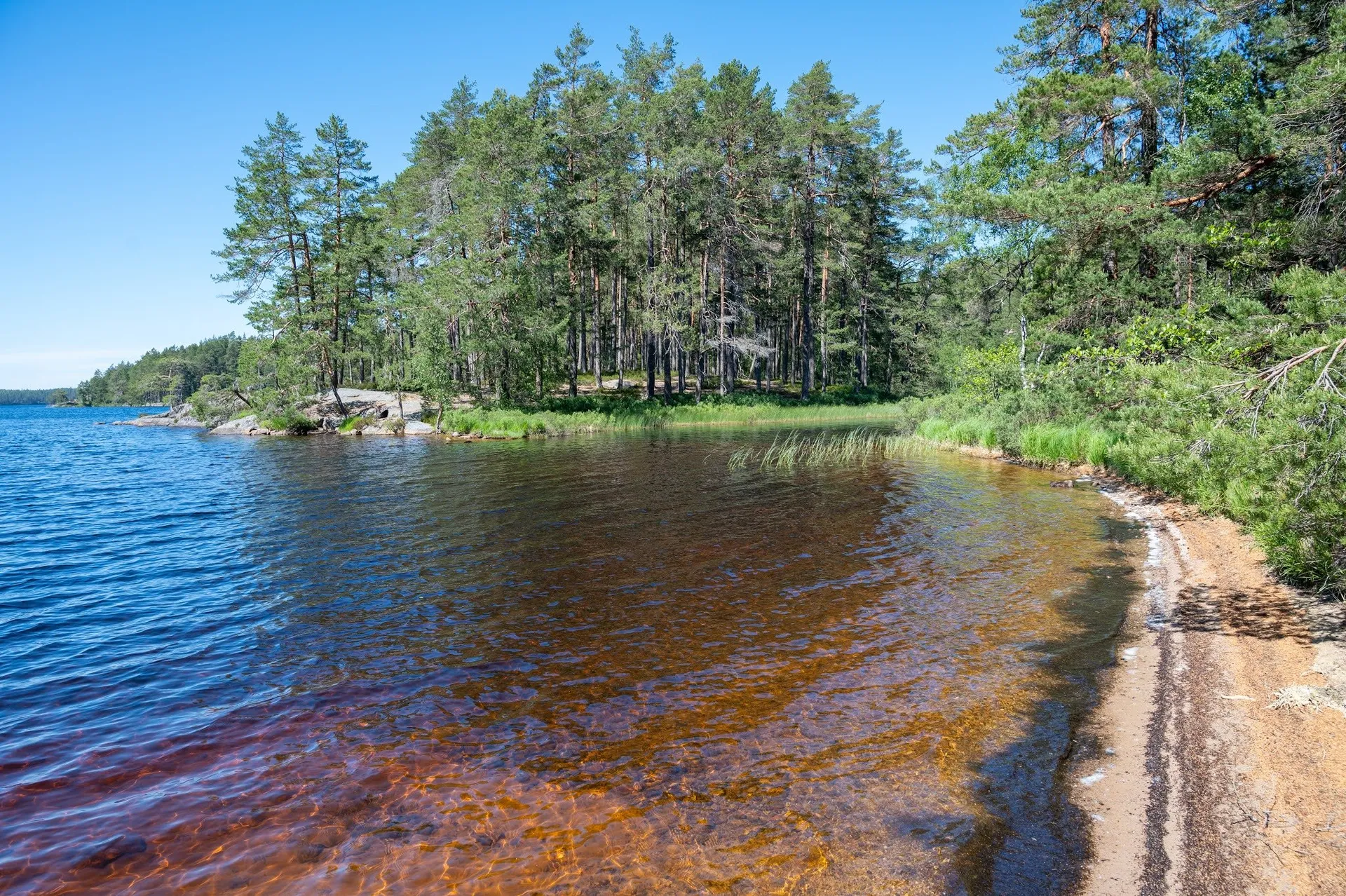 Kleine Bucht mit braun gefärbtem Wasser, Kiefern und einem sandigen Ufer