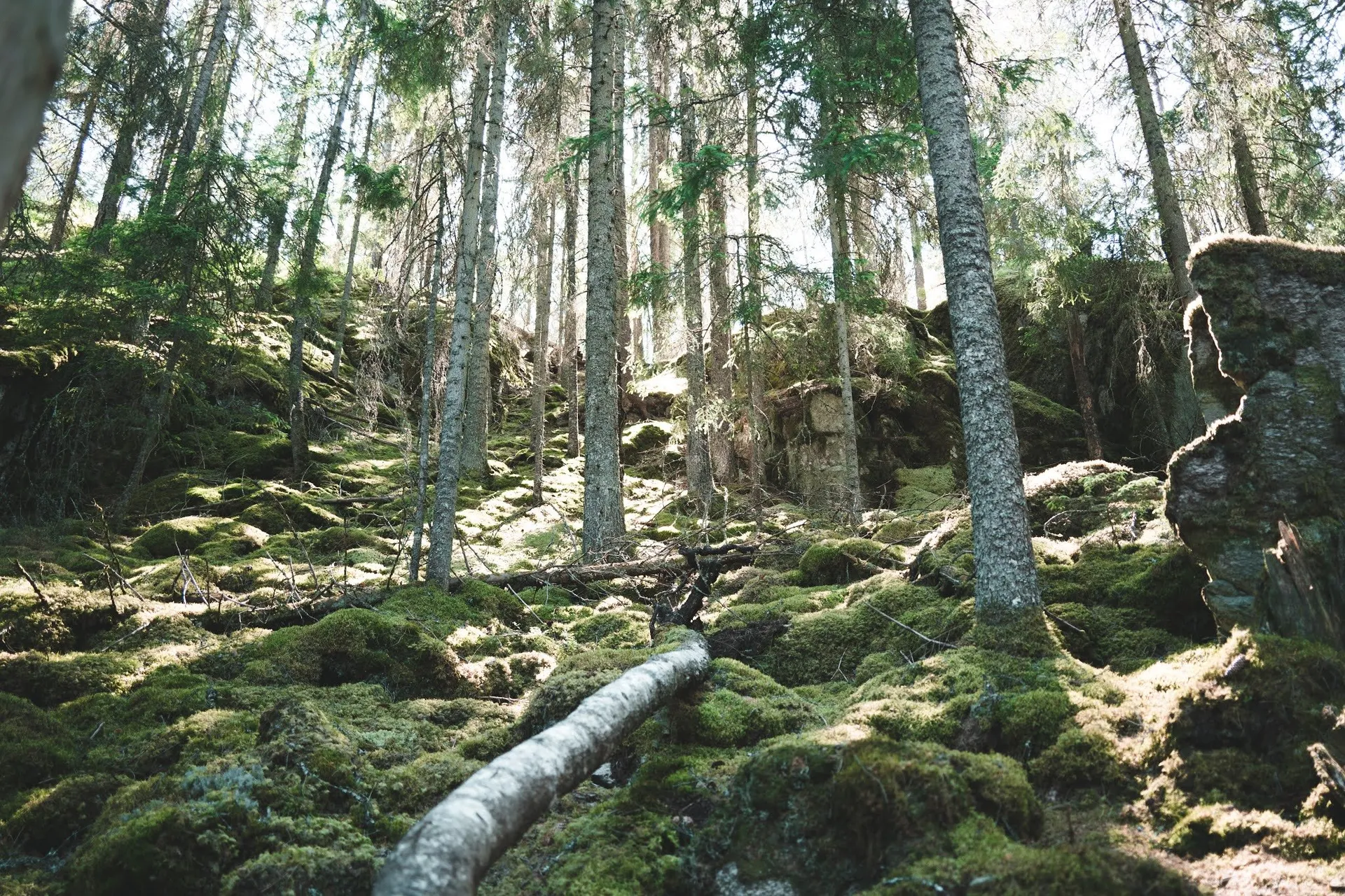 Steiler Waldhang mit Moos, Felsblöcken und einem umgefallenen Baumstamm