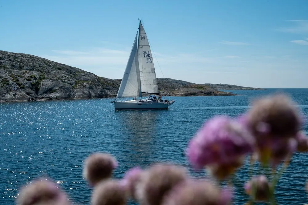A sailing boat in front of a rocky coast in glittering water near Mollösund, blurred pink flowers in the foreground