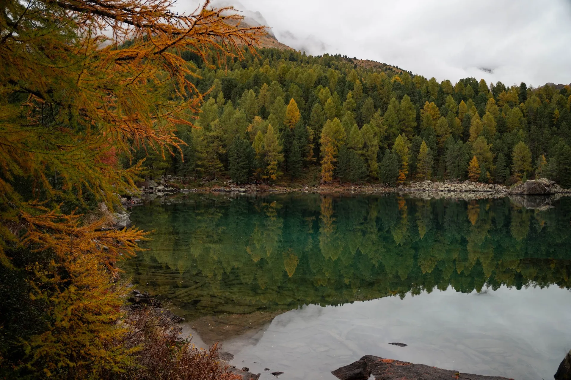 Gelbe Lärchen und dunkle Arven spiegeln sich im fast glatten Lagh da Saoseo, vorne links hängt ein gelber Lärchenzweig ins Bild, über dem Hang hängen Wolken