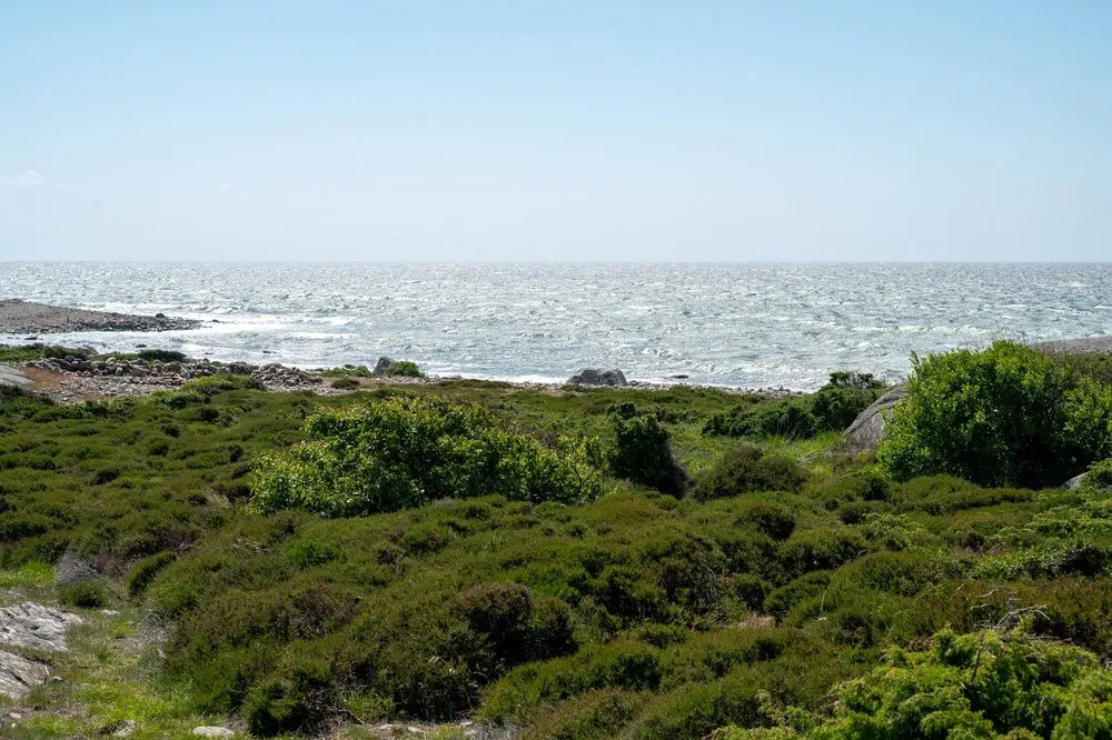 Niedriges Gebüsch auf Felsgrund, dahinter das Meer, dessen Oberfläche vom Wind aufgeraut ist