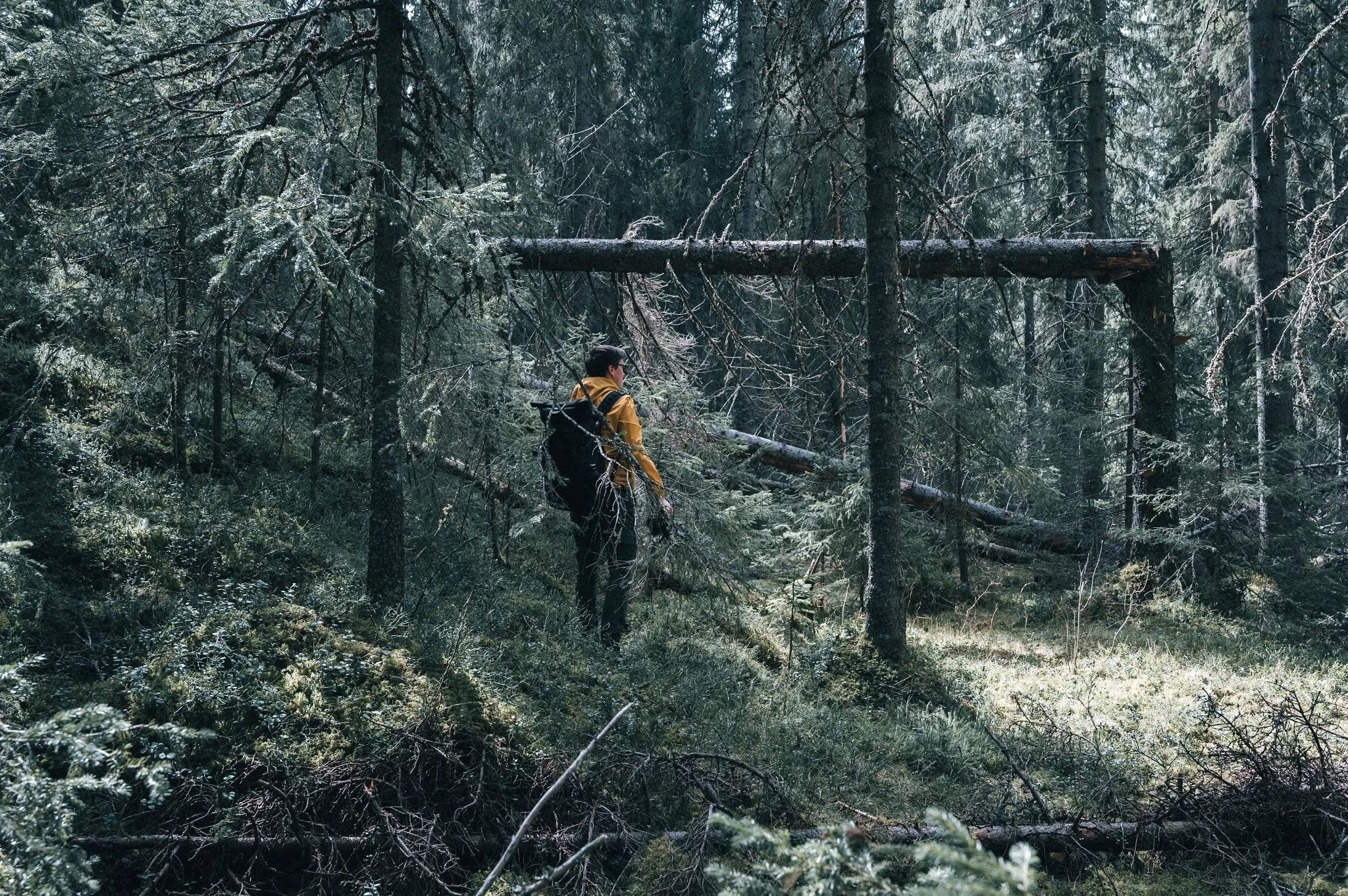 A man with a backpack stands in a dense spruce forest among fallen trees, a trunk lying across behind him
