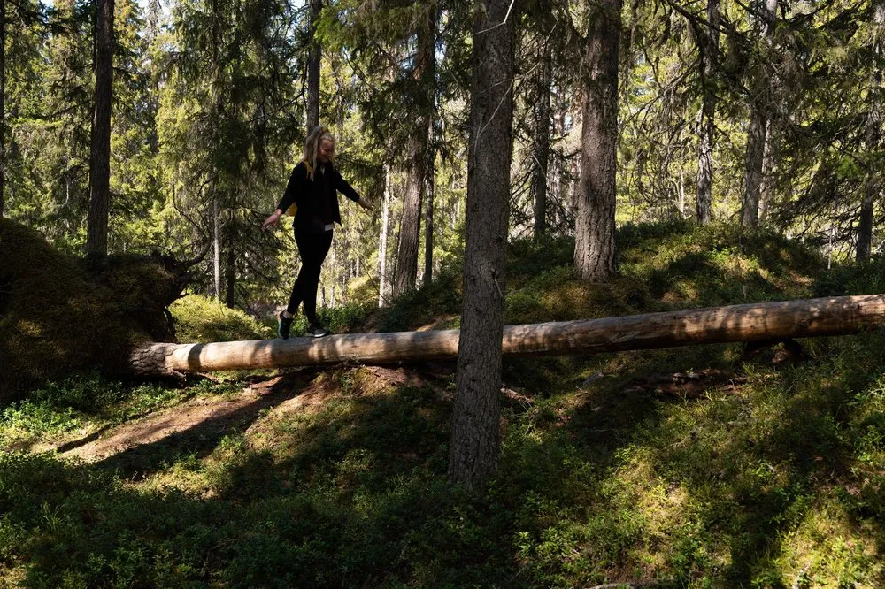 A woman balances on a fallen tree trunk in the sunlit spruce forest