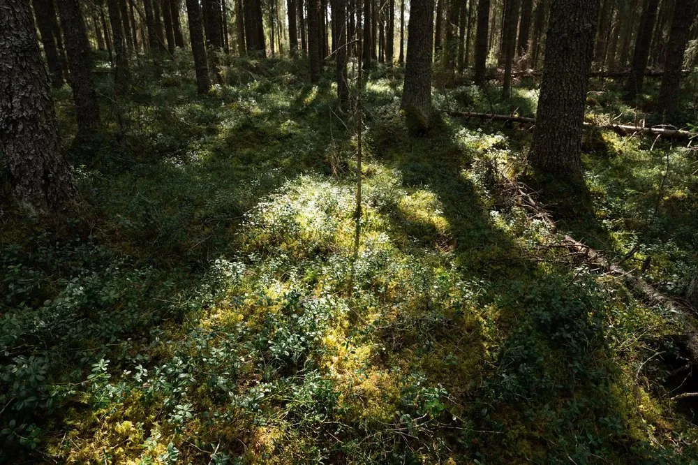 Patches of sunlight on the mossy forest floor between dark tree trunks