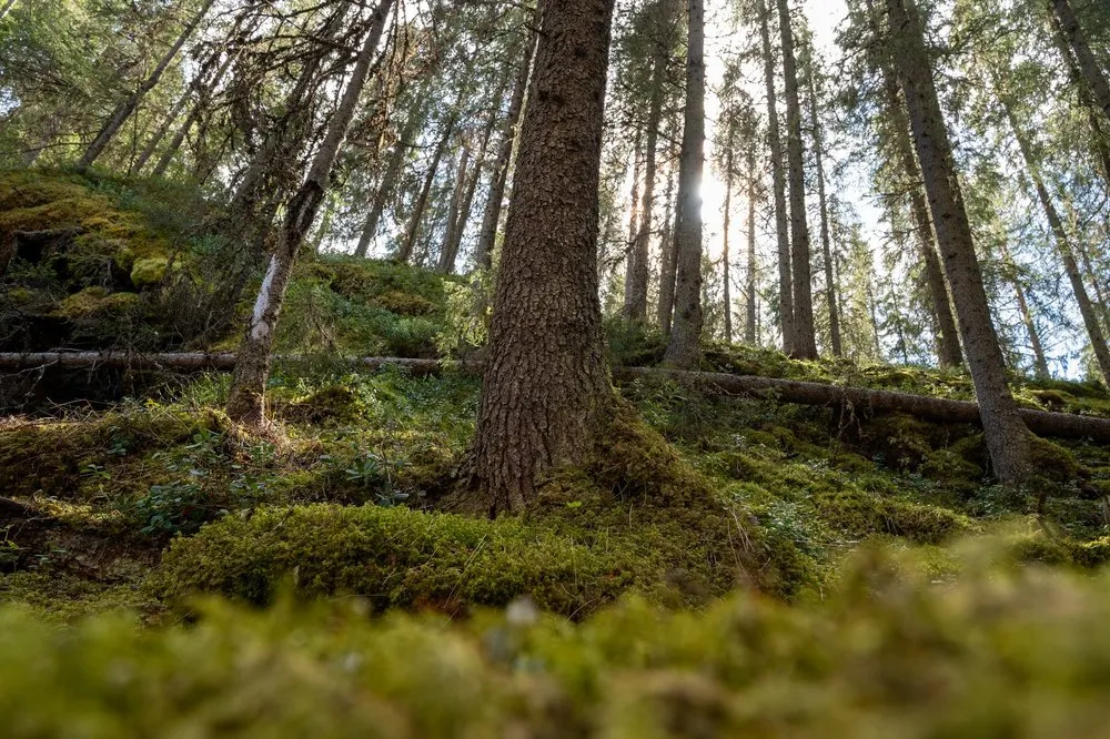 View from below of a tree trunk and dense moss, with backlight falling through the spruces in the background