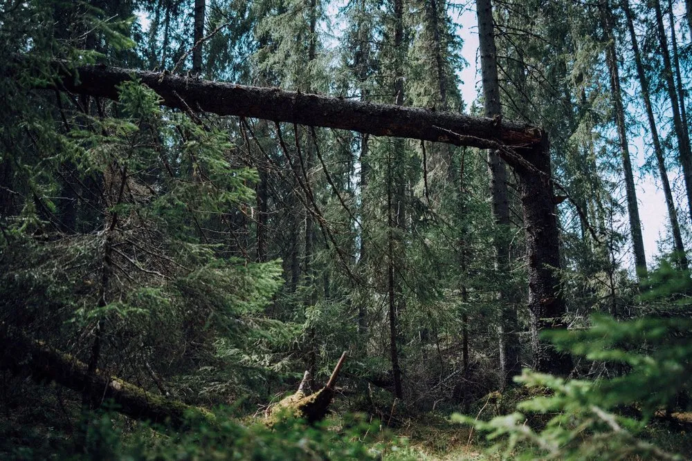 A fallen tree lies at an angle between the spruces in the dense forest