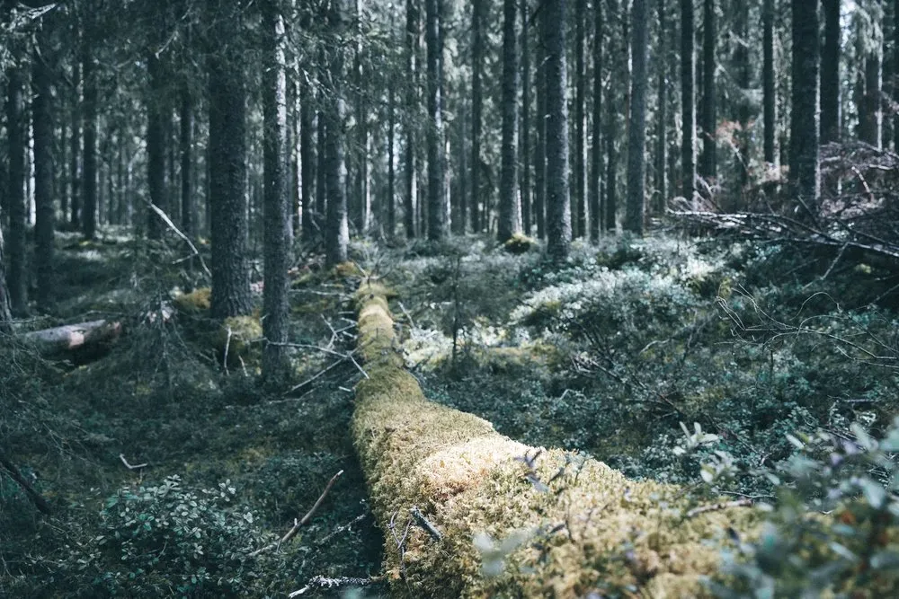 A thick tree trunk overgrown with yellow-green moss lies on the floor of the spruce forest