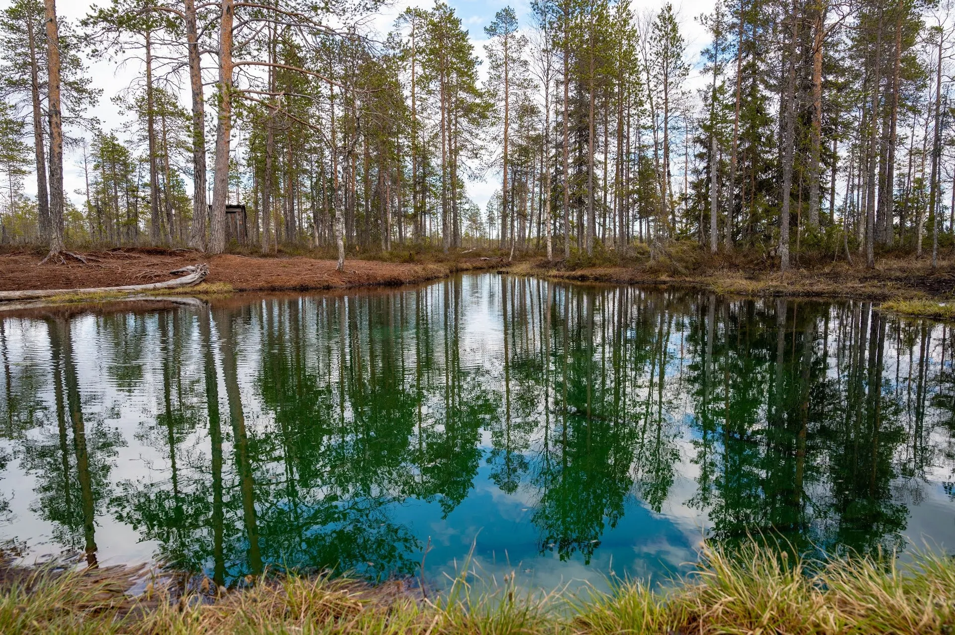 Der hellblaue Quellsee am Ende des Holzstegs im Moor Grodkällan på Slengmyren, Kiefern spiegeln sich im Wasser
