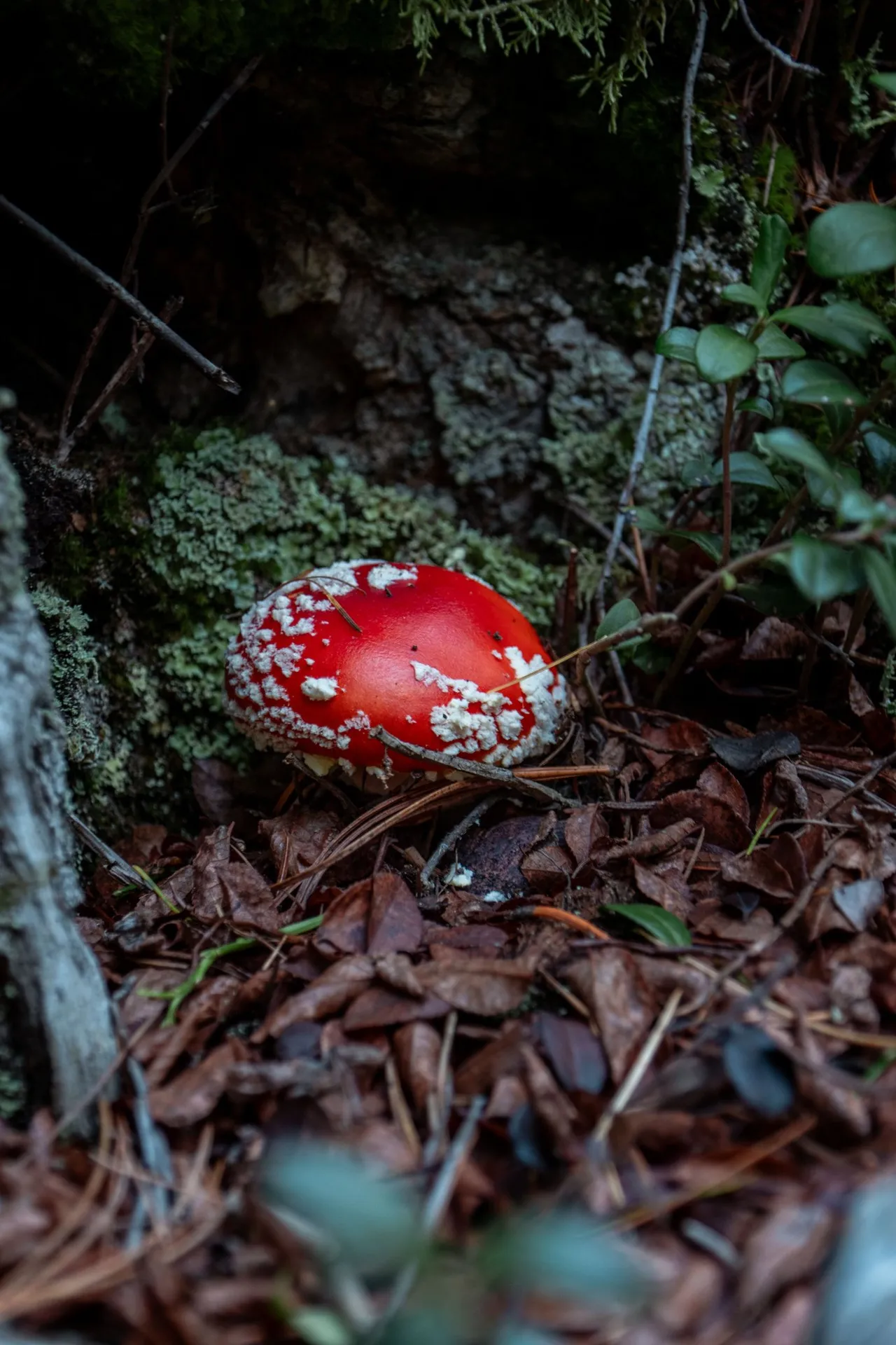Ein Fliegenpilz zwischen Flechten, dürrem Laub und Nadeln am Waldboden