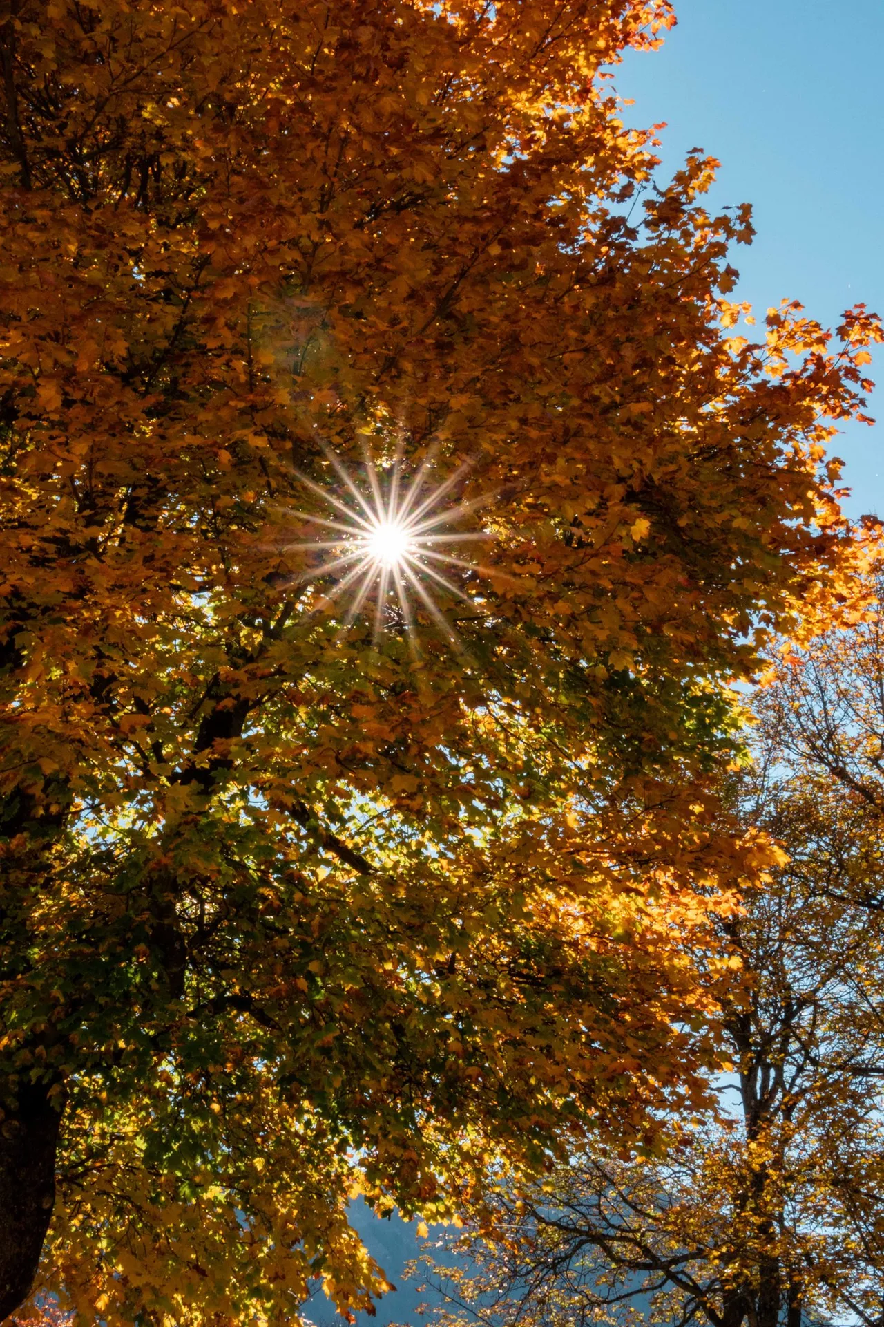 Ein Baum mit orangem Herbstlaub in Bergün, die Sonne scheint durch die Blätter