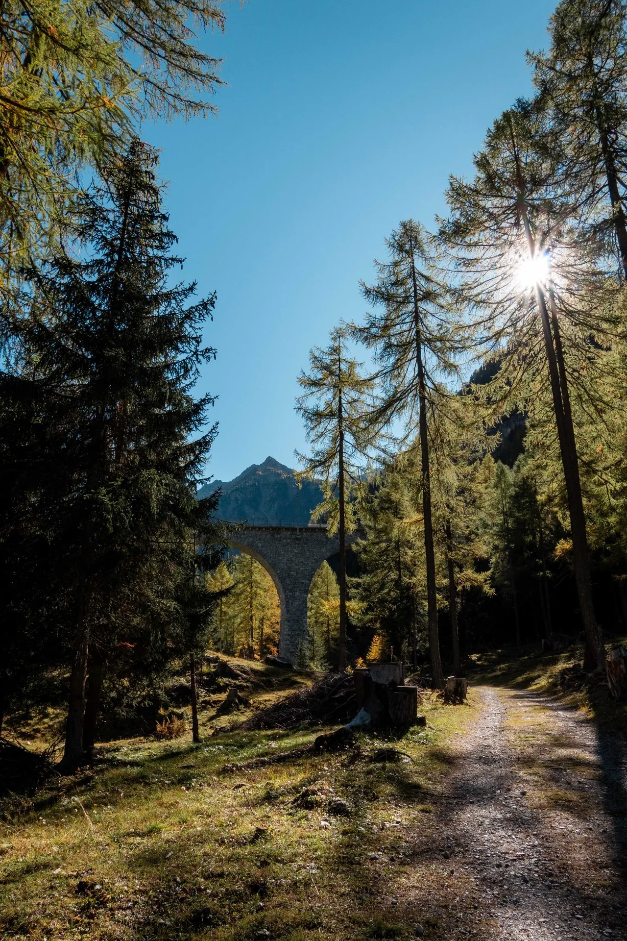 Ein Kiesweg durch Lärchen und Fichten, dahinter ein Viadukt der Albulabahn