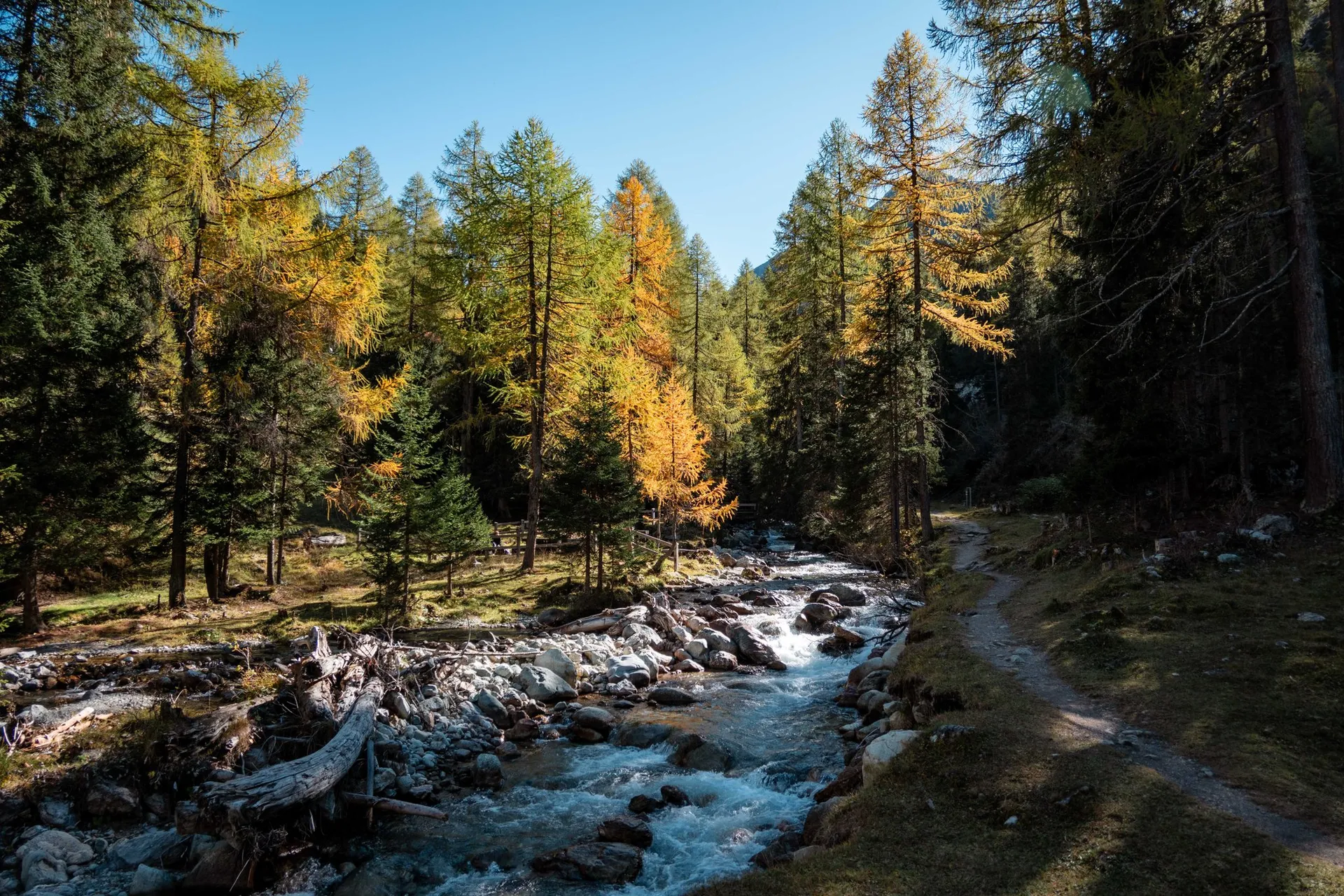 Ein Bergbach zwischen gelben Lärchen, daneben der Wanderweg