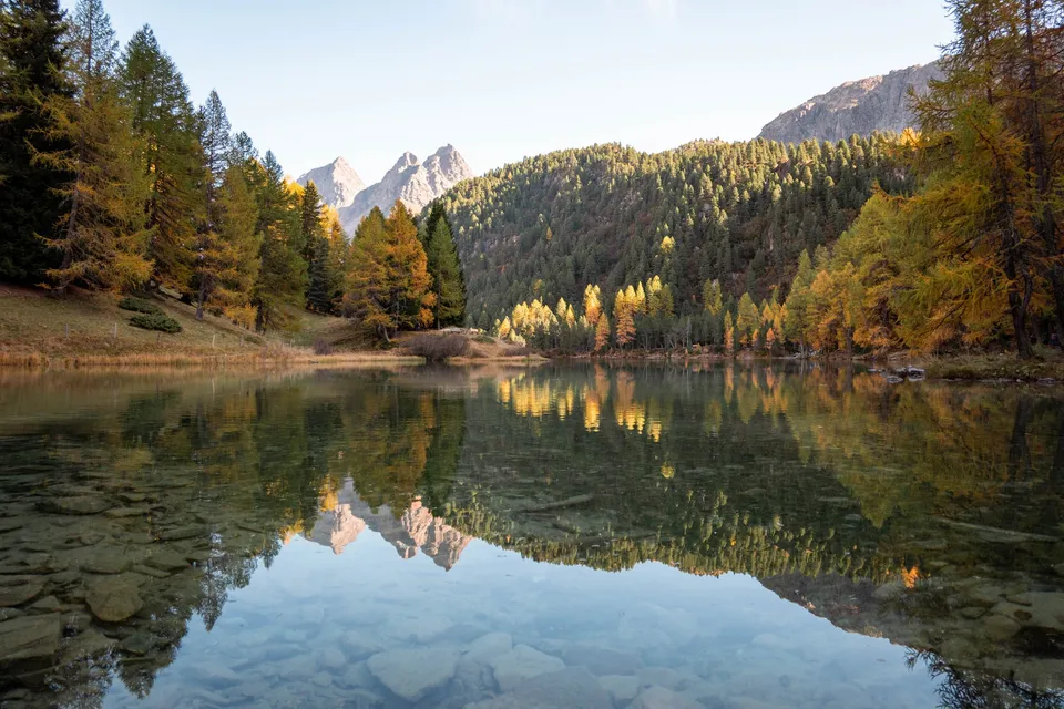 Gelbe Lärchen und der Doppelgipfel des Dschimels spiegeln sich im Lai da Palpuogna, durch das klare Wasser sieht man die Steine am Grund