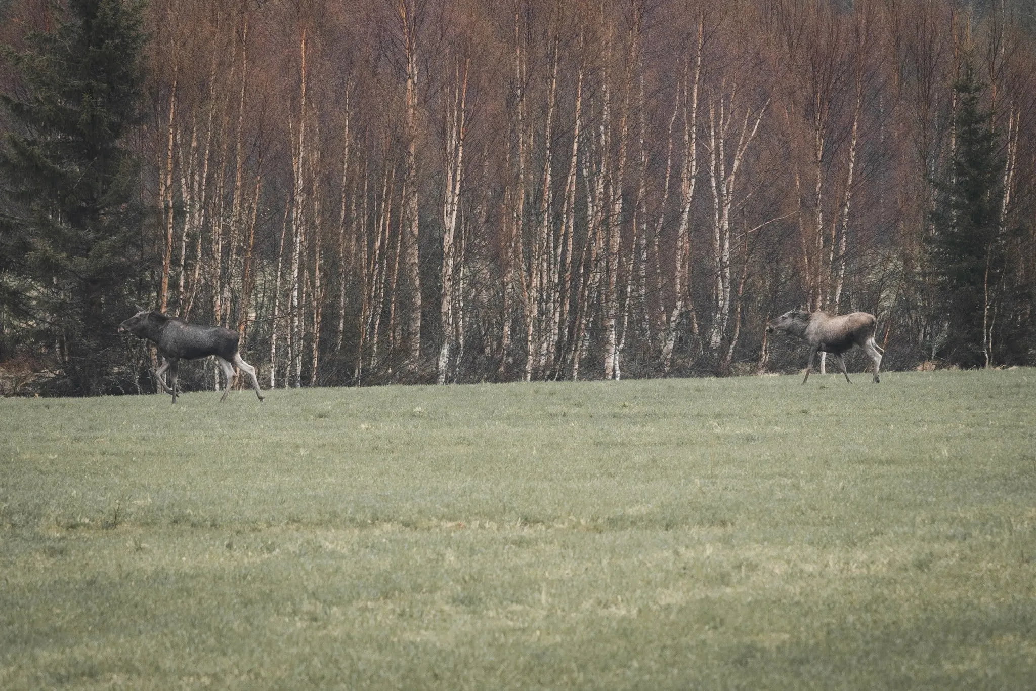 Two moose running across a meadow in front of a light birch forest
