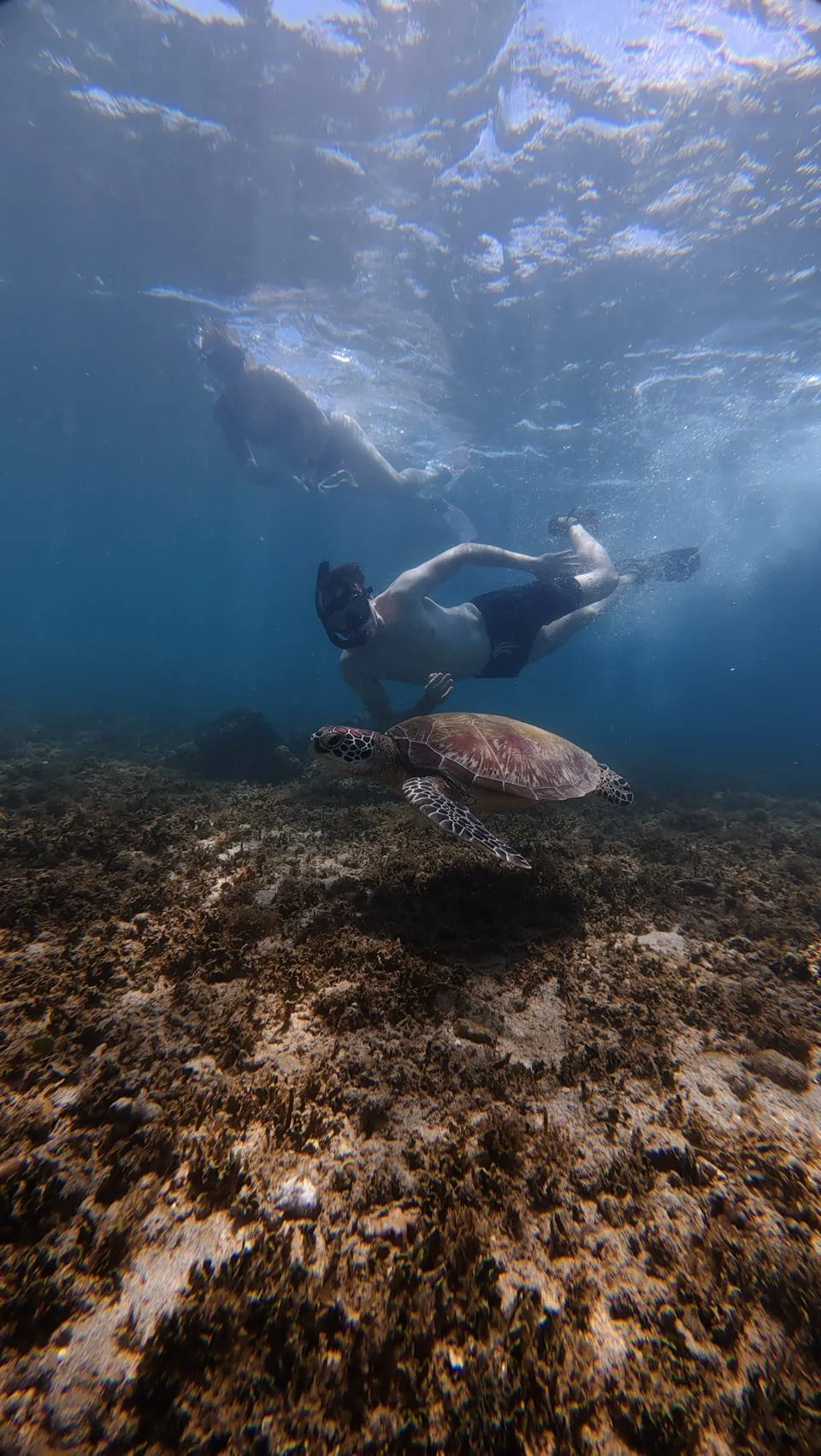 A snorkeller with fins swims above a large sea turtle off Nipah Beach