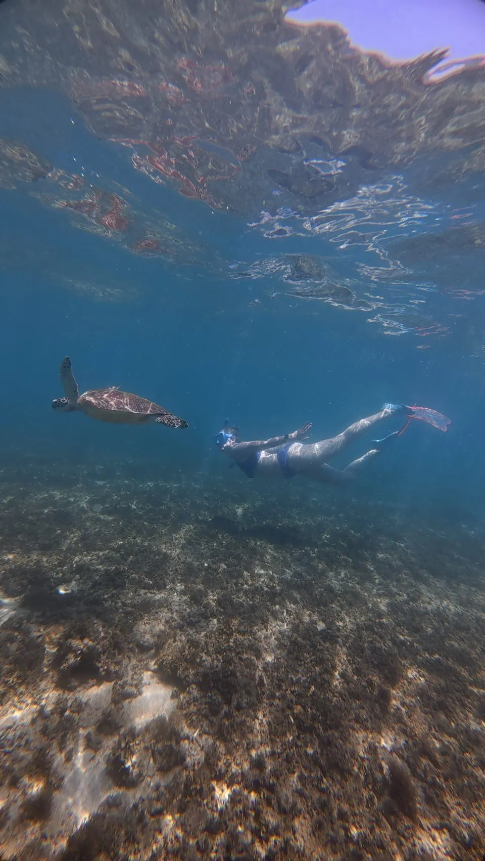 Eine Meeresschildkröte gleitet durch tiefblaues Wasser, rechts schwimmt eine Person mit rosa Flossen und Schnorchel