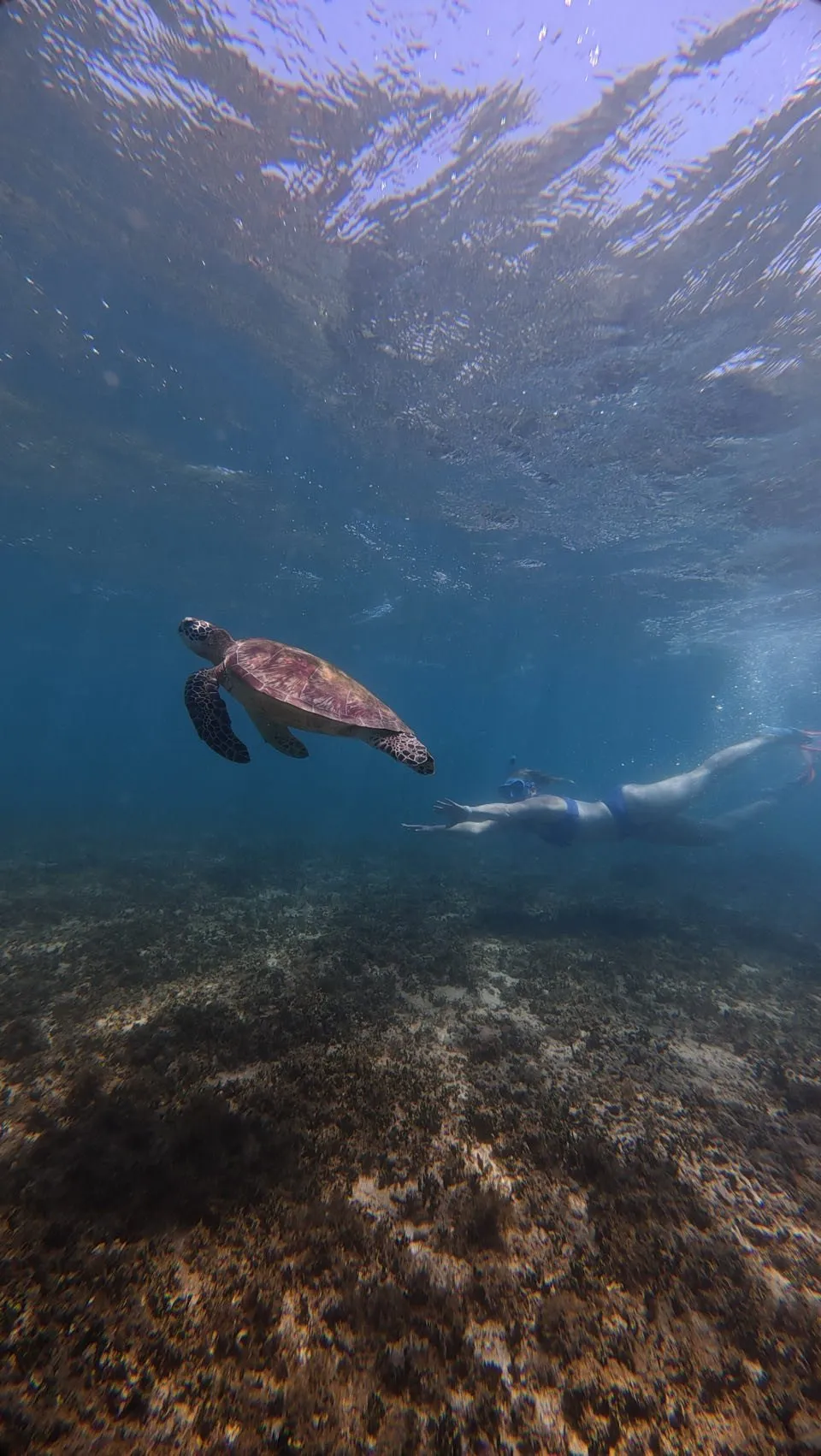 Eine Schildkröte schwimmt über dem bräunlichen Meeresboden, daneben eine Person in blauer Badebekleidung an der Oberfläche