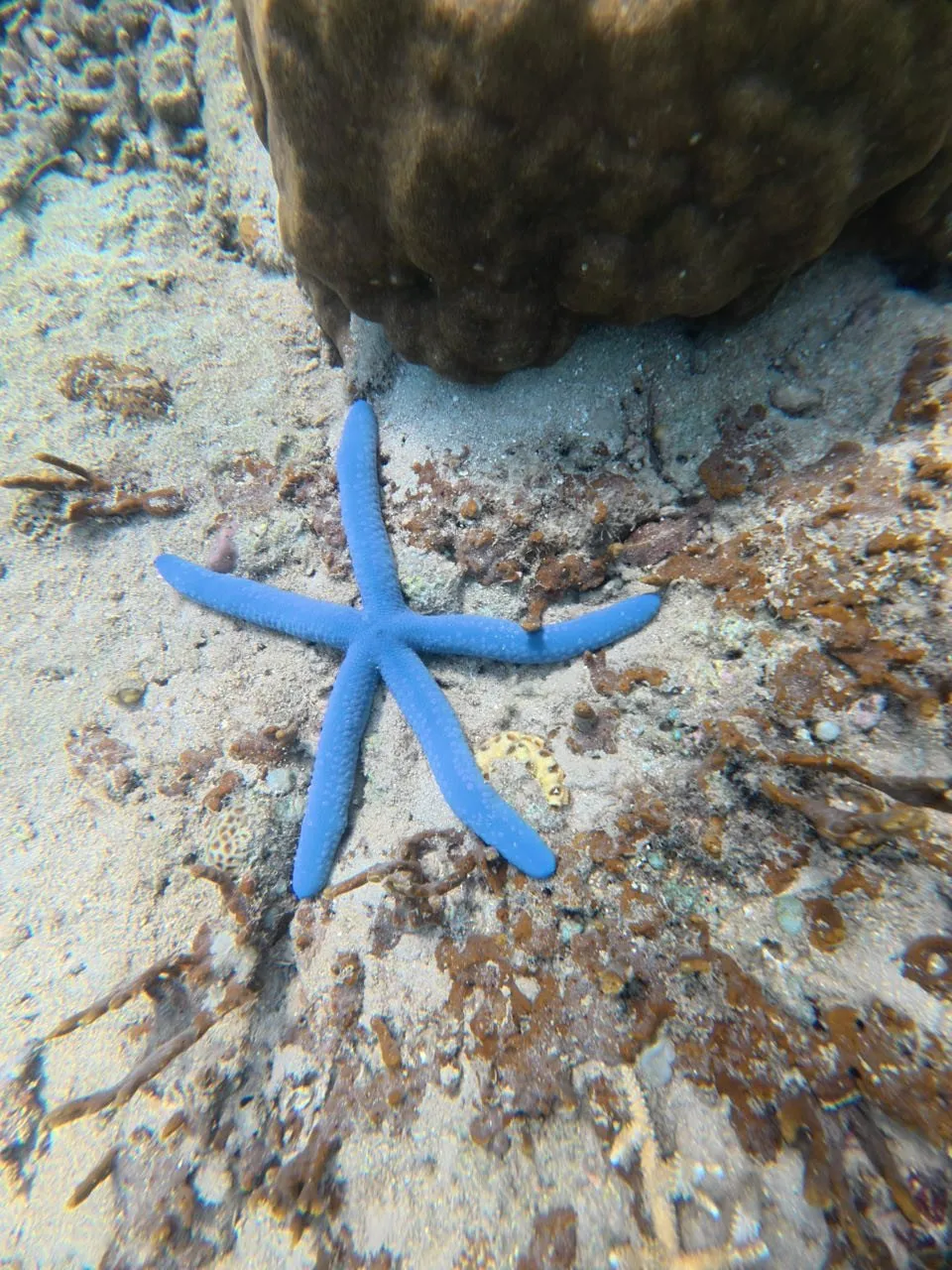 Ein blauer Seestern liegt auf sandigem Meeresgrund neben einem braunen Korallenblock