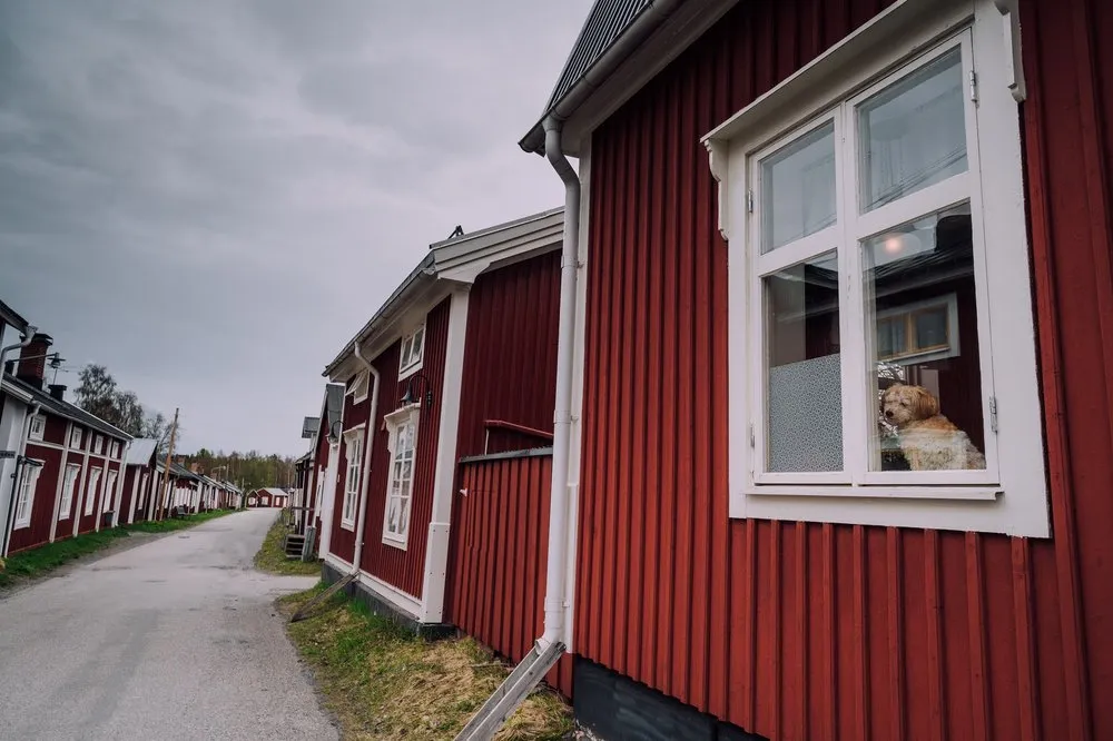 Ein Hund schaut aus dem Fenster eines roten Holzhauses in Luleå Gammelstad, die Häuserzeile zieht sich die Strasse entlang