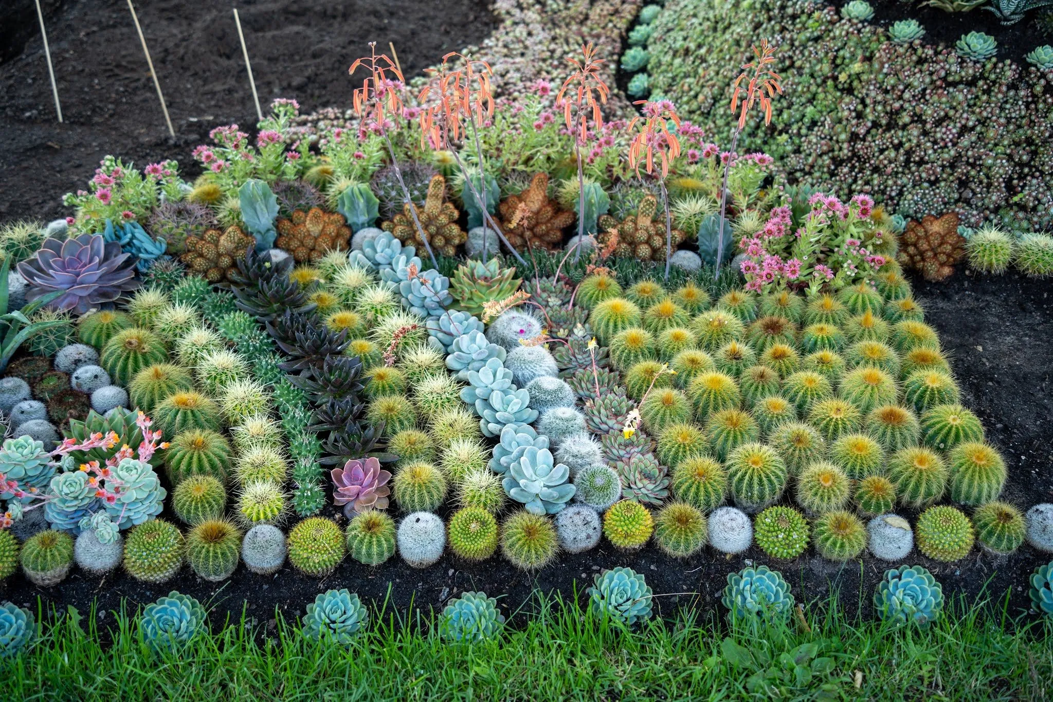 In the cactus park of Norrköping: A bed of ball cacti, blue-grey rosettes and flowering succulents in rows