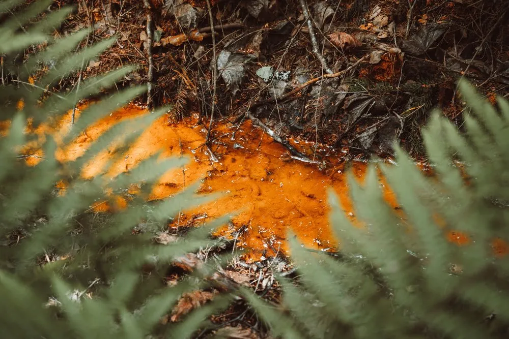 Orange gefärbte Pfütze auf dem Waldboden zwischen Farnwedeln und Laub