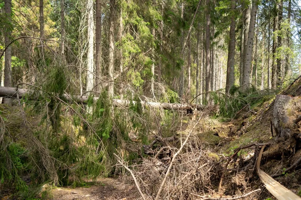 Umgefallene Fichten liegen quer über dem Waldweg, dahinter dichter Wald