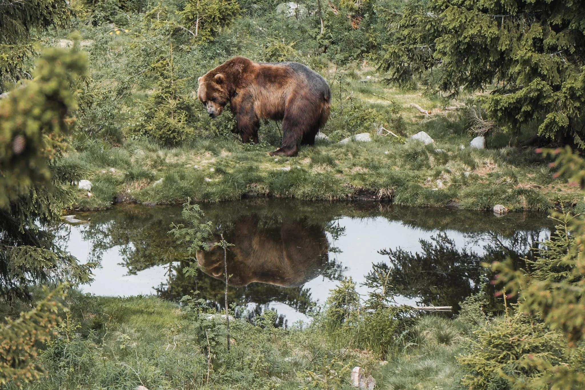 Brown bear at the edge of a pond in the Orsa Rovdjurspark, its reflection in the water