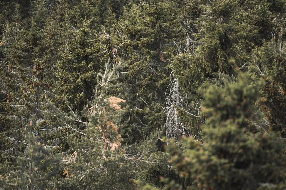 Dense coniferous forest with a few bare branches, a bear supposedly hiding somewhere in it