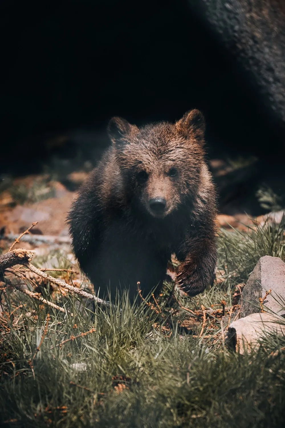 A young bear runs through the grass towards the camera in front of a dark rock face